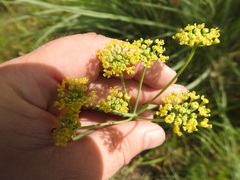 Afrosciadium magalismontanum