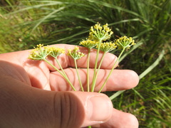 Afrosciadium magalismontanum