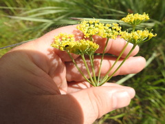 Afrosciadium magalismontanum