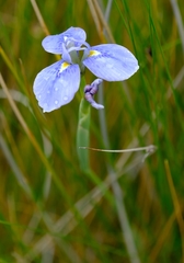 Moraea dracomontana
