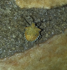 Arvelius albopunctatus