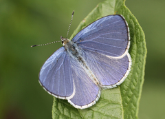 Celastrina gigas
