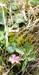 Alepidea thodei