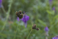 Carex oligantha