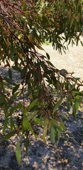 Eucalyptus porosa