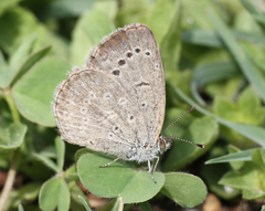 Pseudozizeeria maha maha