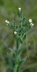 Lithospermum papillosum