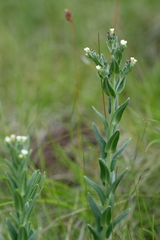Lithospermum papillosum
