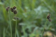 Carex oligantha