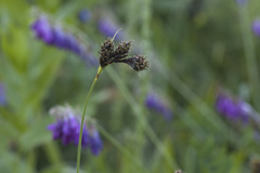 Carex oligantha