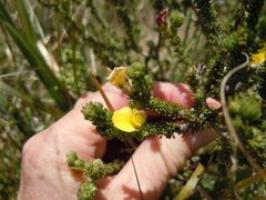 Aspalathus pinguis pinguis