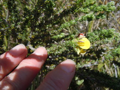 Aspalathus pinguis pinguis
