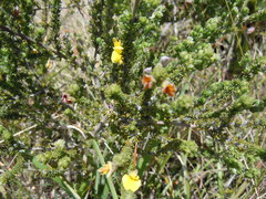 Aspalathus pinguis pinguis