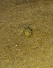 Arvelius albopunctatus