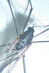 Tipula metacomet