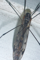 Tipula metacomet