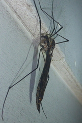 Tipula metacomet
