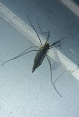 Tipula metacomet