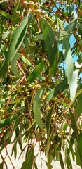 Eucalyptus porosa