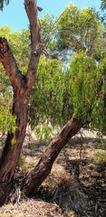 Eucalyptus porosa