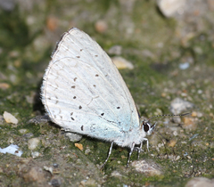 Celastrina gigas
