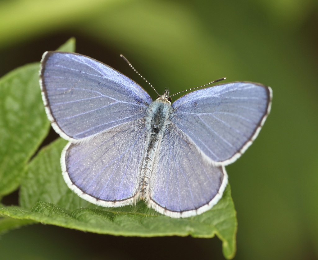 Silvery Hedge Blue