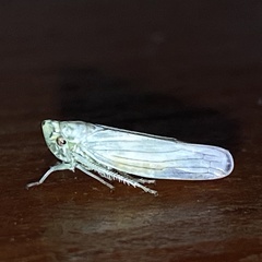Signoretiini