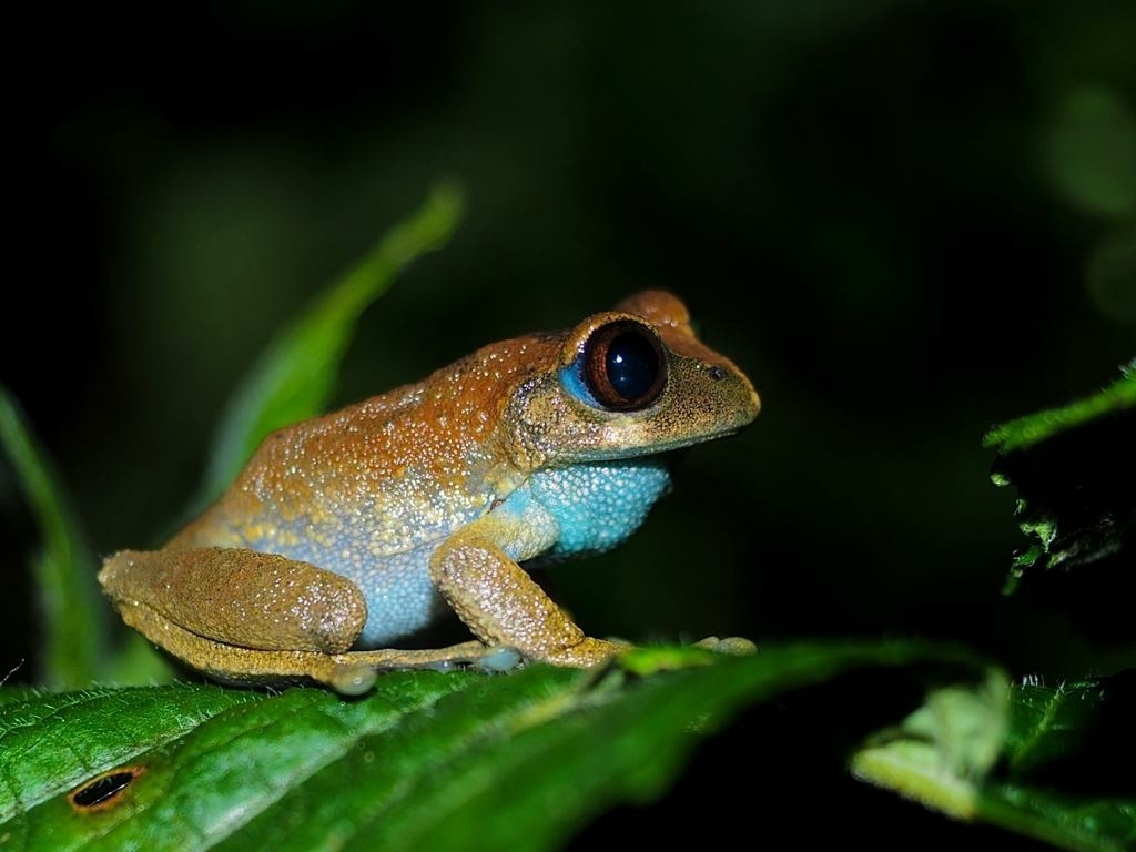 Karissimbi Forest Tree Frog