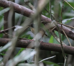 Pellorneum malaccense