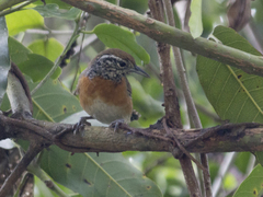 Pheugopedius rutilus