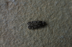 Anacampsis