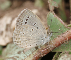 Pseudozizeeria maha maha