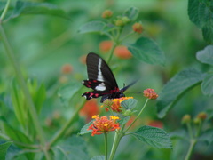 Mimoides lysithous lysithous