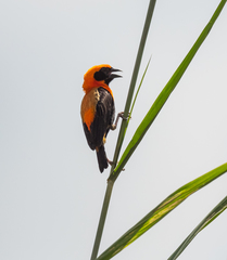 Euplectes hordeaceus