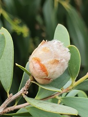 Dasineura tomentosa
