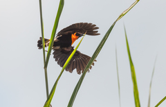 Euplectes hordeaceus