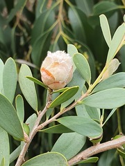Dasineura tomentosa