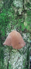 Auricularia