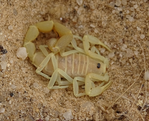 Parabuthus gracilis · iNaturalist Ecuador