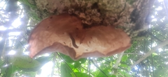 Auricularia