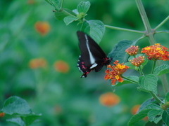 Mimoides lysithous lysithous