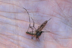 Culiseta particeps