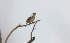 Cisticola lateralis