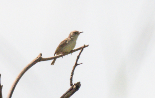 Whistling Cisticola