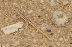 Meroles suborbitalis