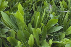 Cirsium simplex