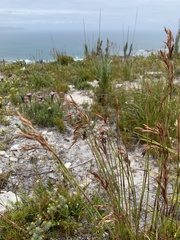 Thamnochortus gracilis