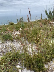 Thamnochortus gracilis