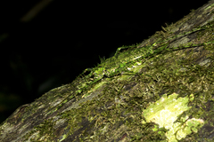 Phricta aberrans