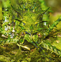 Phricta aberrans